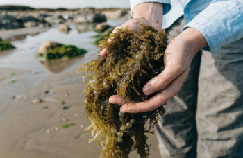 close up chot of persons hands holding a clump of seaweed